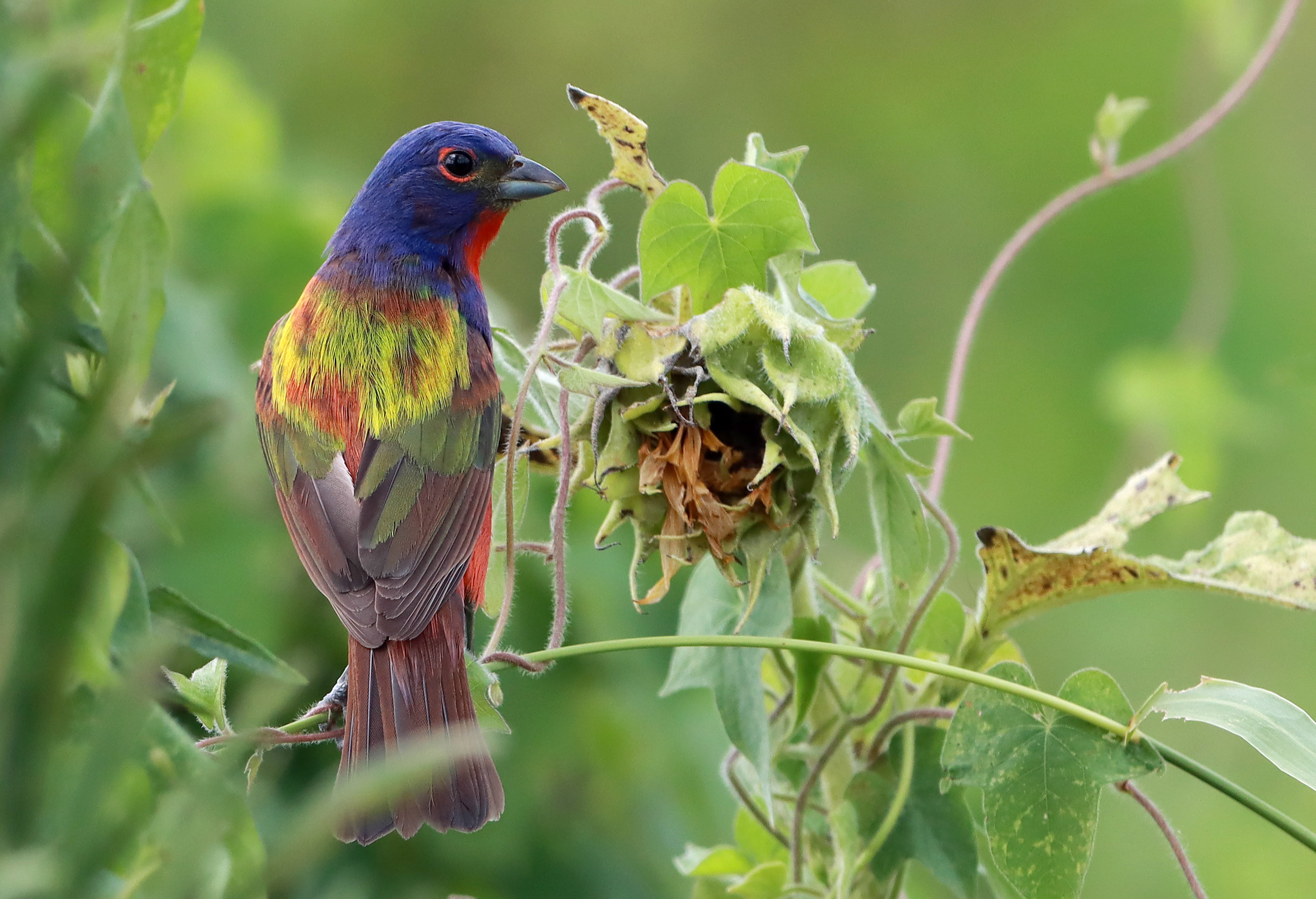 How To Find the Rare Painted Bunting at Dorothea Dix Park
