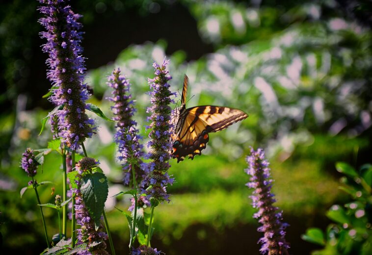 In the Garden: Late Summer